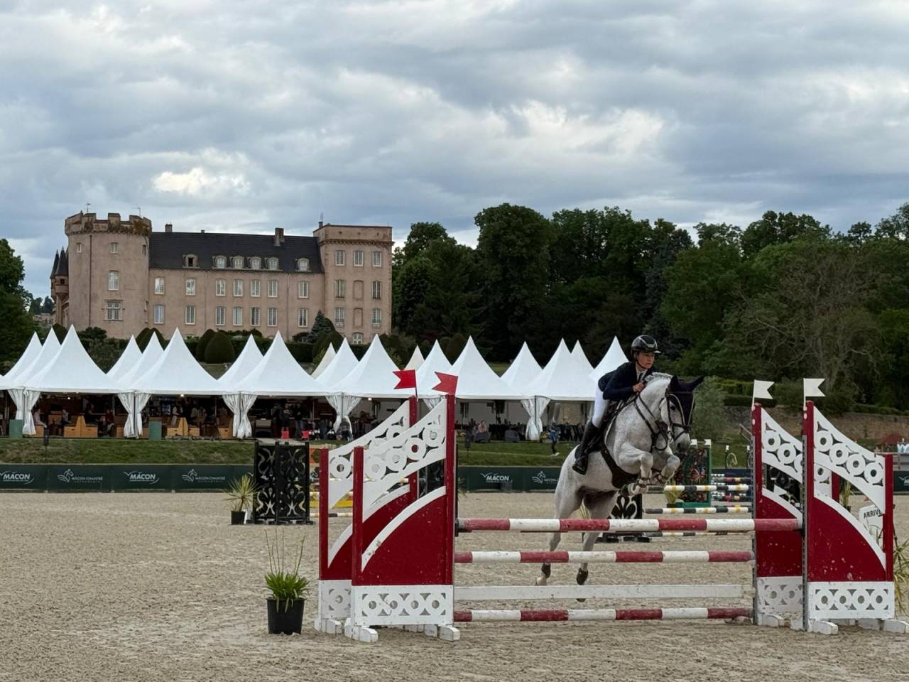 Caballo castrado PFS Poni Fran&ccedil;&eacute;s de Silla En venta 2016 Tordo