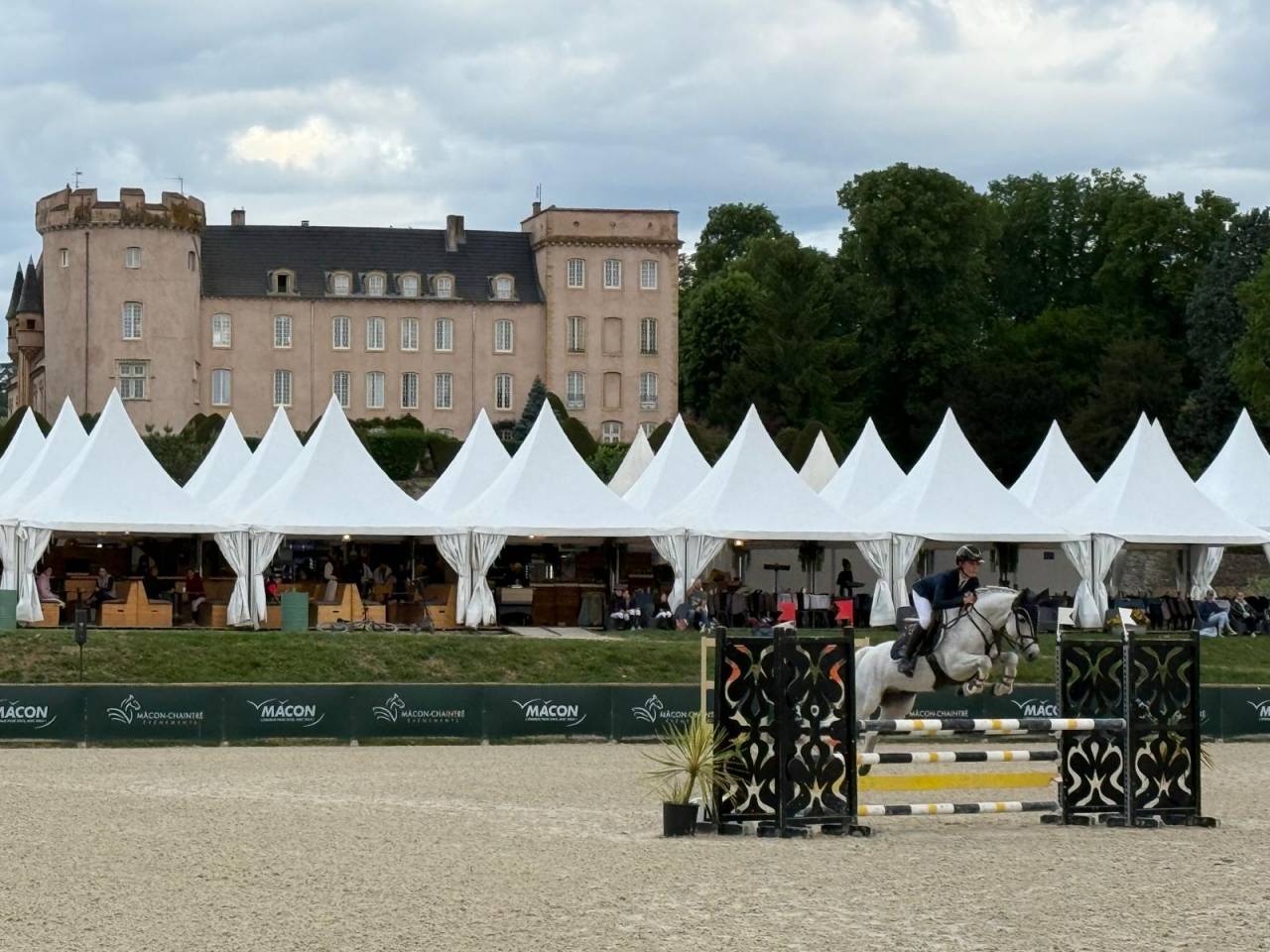 Caballo castrado PFS Poni Fran&ccedil;&eacute;s de Silla En venta 2016 Tordo