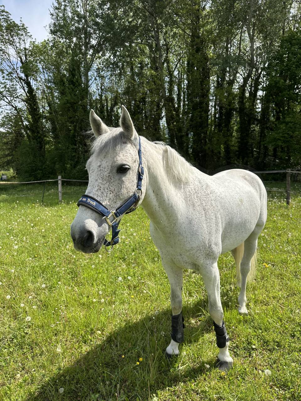 Caballo castrado PFS Poni Fran&ccedil;&eacute;s de Silla En venta 2016 Tordo