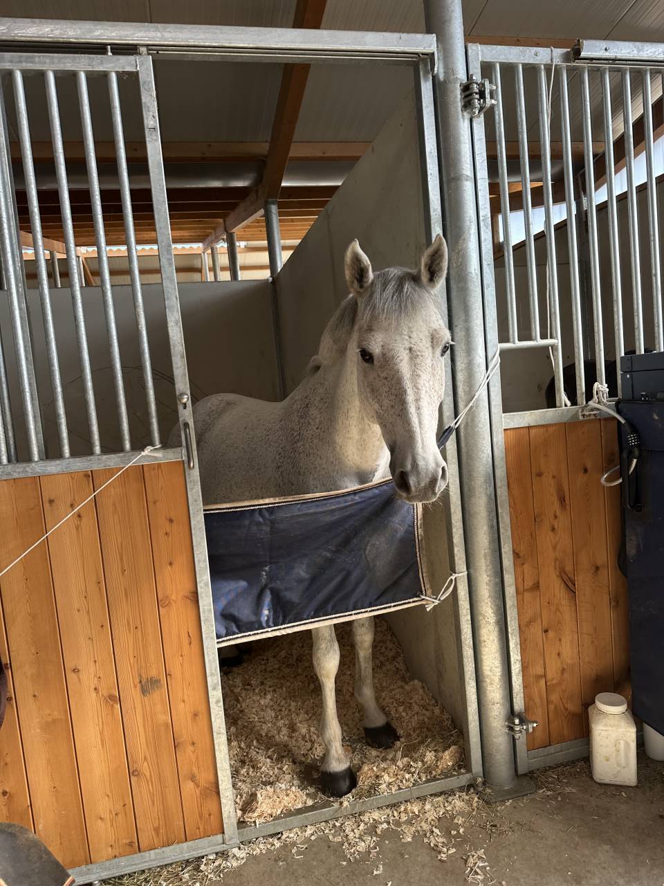 Caballo castrado PFS Poni Fran&ccedil;&eacute;s de Silla En venta 2016 Tordo
