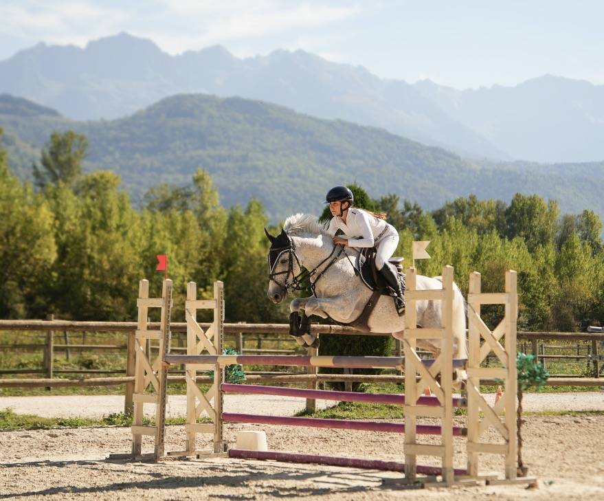 Caballo castrado PFS Poni Fran&ccedil;&eacute;s de Silla En venta 2016 Tordo