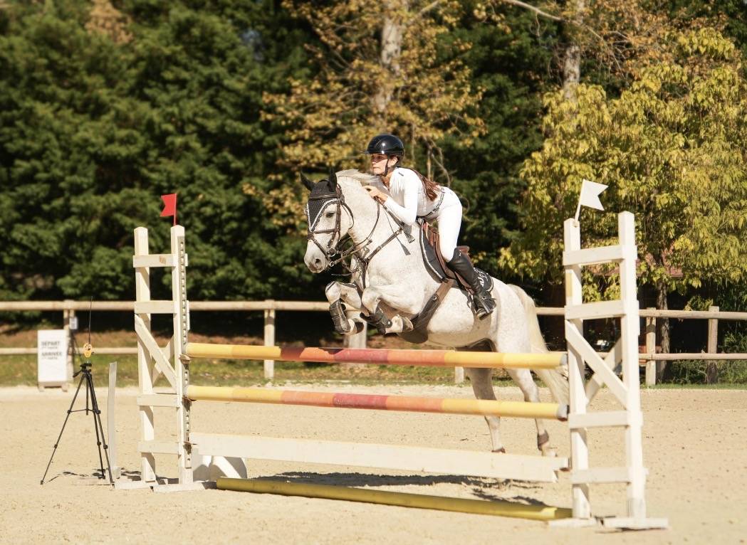 Caballo castrado PFS Poni Fran&ccedil;&eacute;s de Silla En venta 2016 Tordo