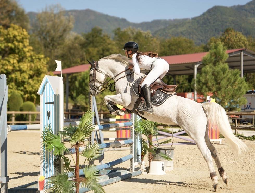 Caballo castrado PFS Poni Fran&ccedil;&eacute;s de Silla En venta 2016 Tordo