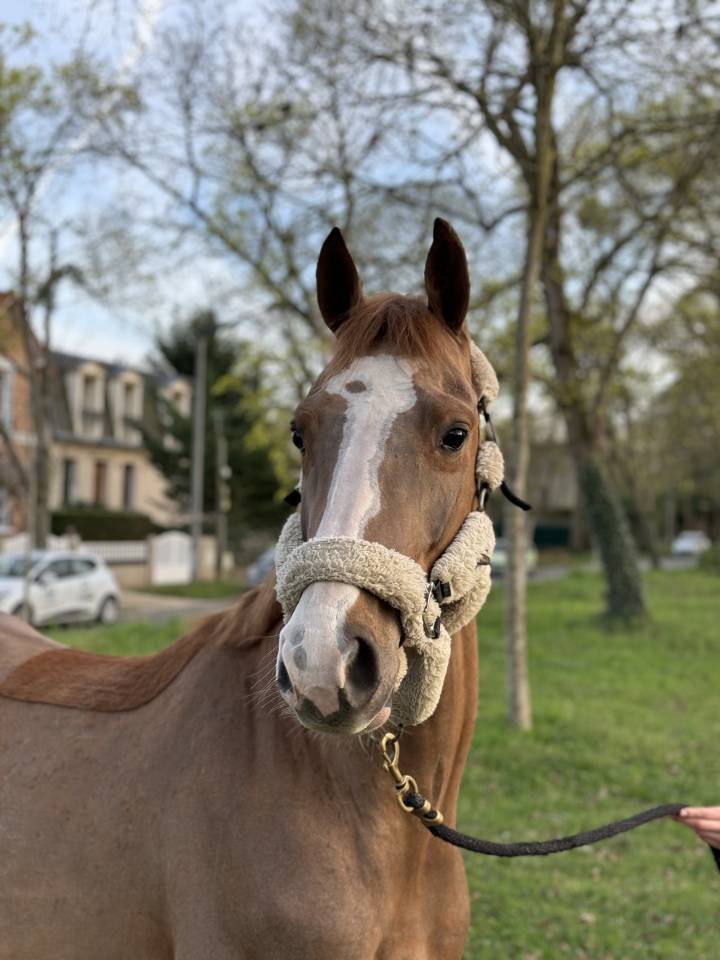 Caballo castrado Silla Franc&eacute;s En venta 2022 Alaz&aacute;n