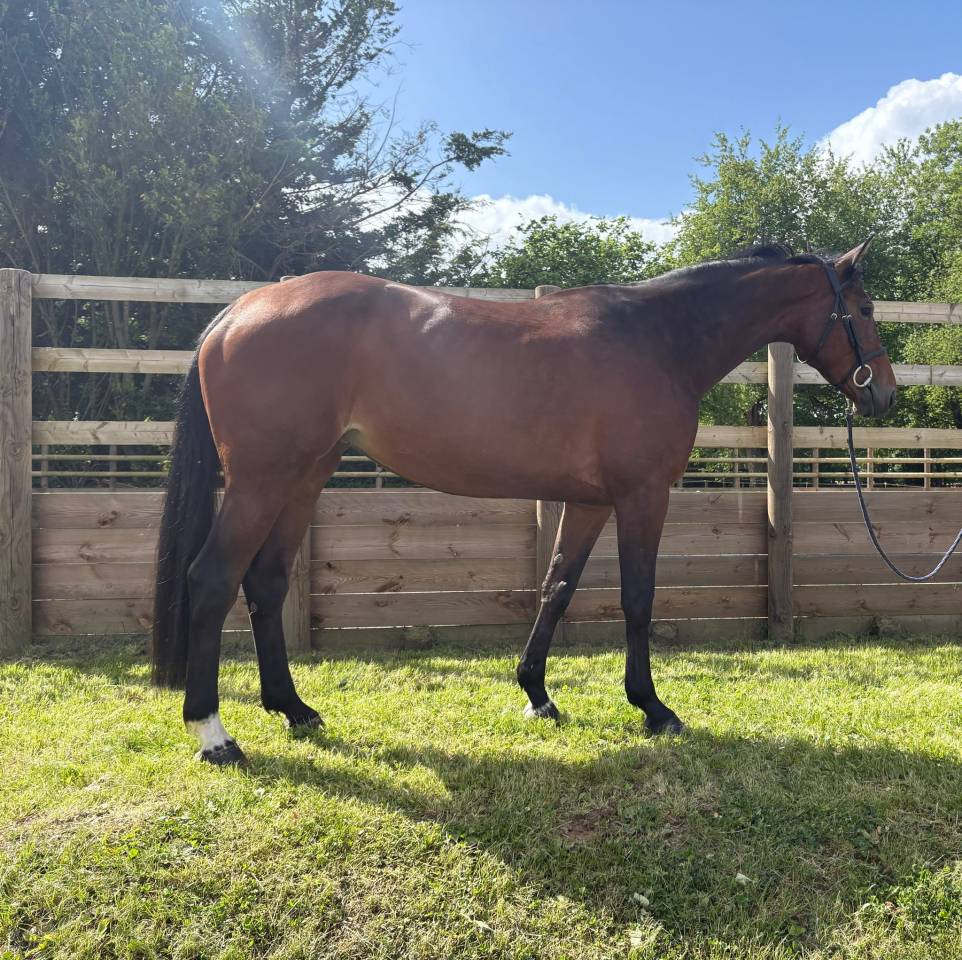 Yegua Silla Franc&eacute;s En venta 2020 Bayo por Bisquet Balou