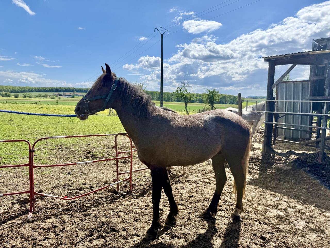 Caballo entero Barbe En venta 2023 Alaz&aacute;n tostado