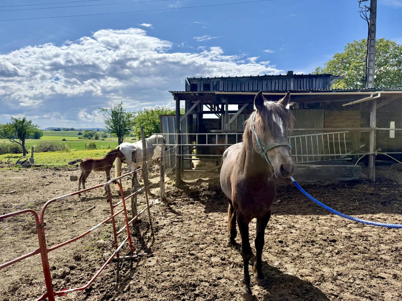 Caballo entero Barbe En venta 2023 Alaz&aacute;n tostado
