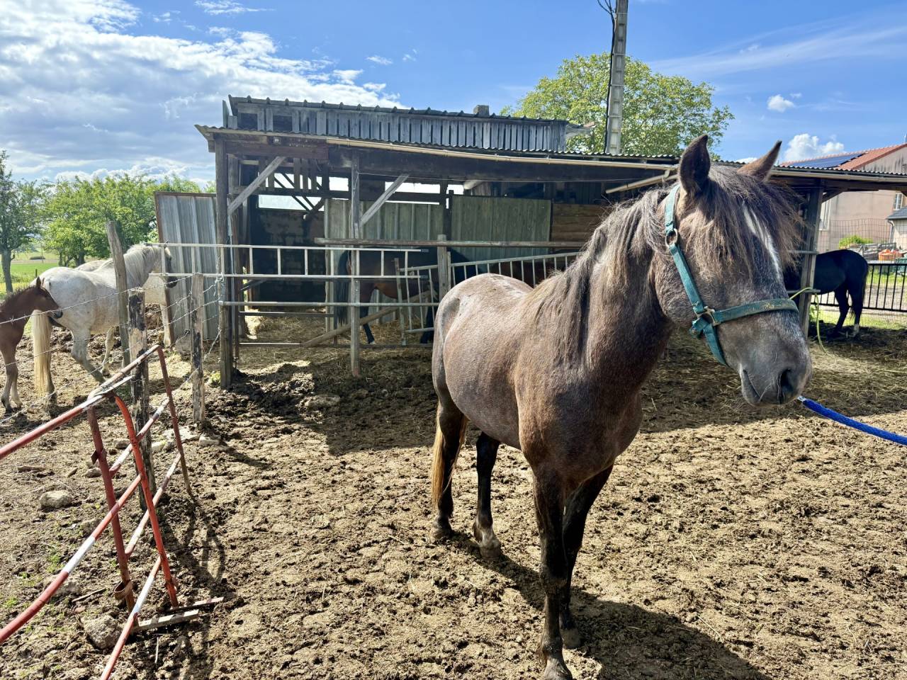 Caballo entero Barbe En venta 2023 Alaz&aacute;n tostado