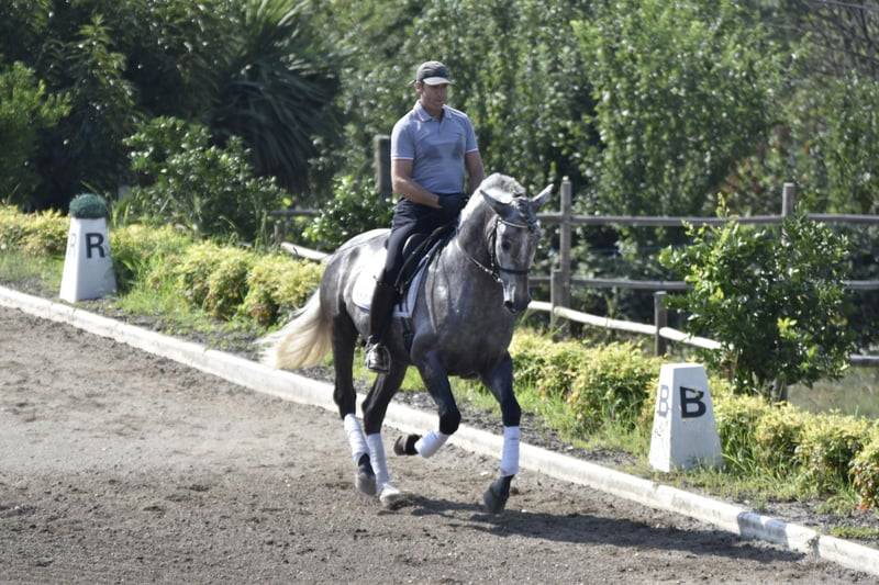 Caballo castrado PRE Pura Raza Espa&ntilde;ola En venta 2021 Tordo por Cascabel G