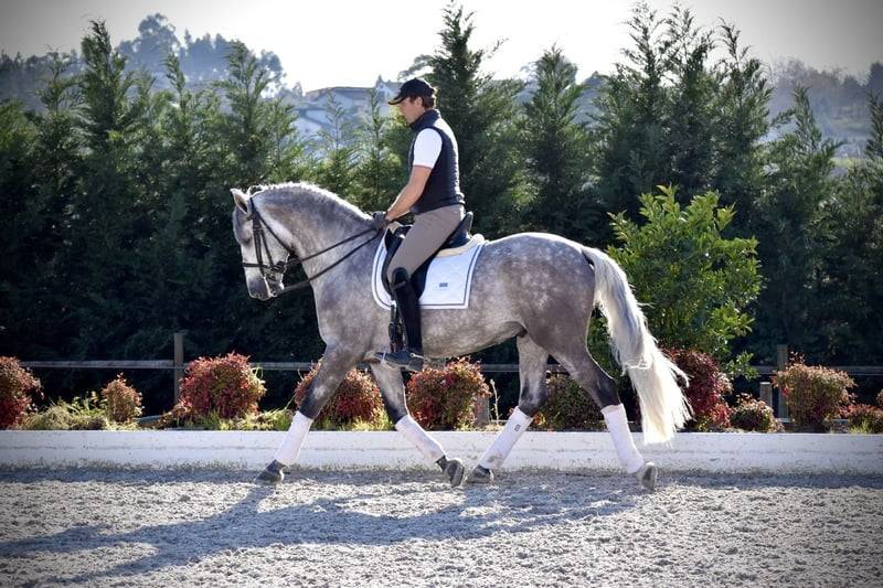 Caballo castrado PRE Pura Raza Espa&ntilde;ola En venta 2021 Tordo por Cascabel G