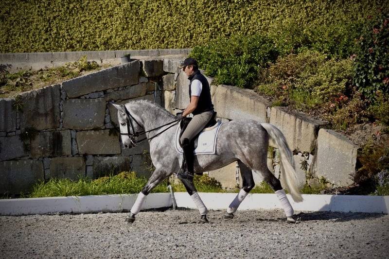 Caballo castrado PRE Pura Raza Espa&ntilde;ola En venta 2021 Tordo por Cascabel G