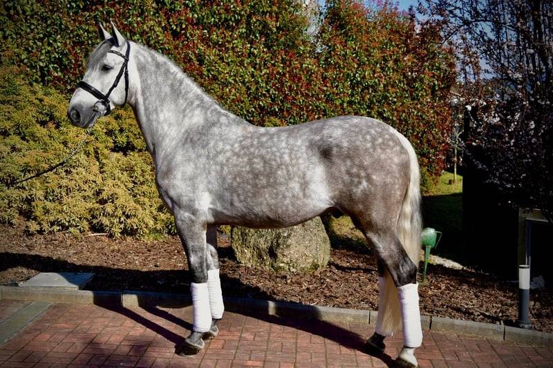 Caballo castrado PRE Pura Raza Espa&ntilde;ola En venta 2021 Tordo por Cascabel G