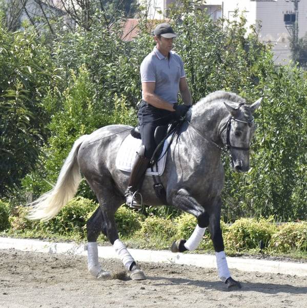 Caballo castrado PRE Pura Raza Espa&ntilde;ola En venta 2021 Tordo por Cascabel G