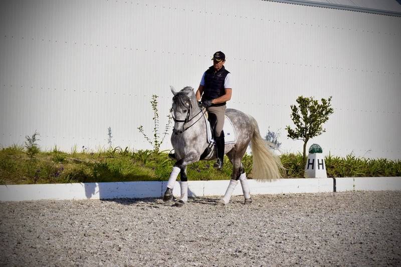 Caballo castrado PRE Pura Raza Espa&ntilde;ola En venta 2021 Tordo por Cascabel G