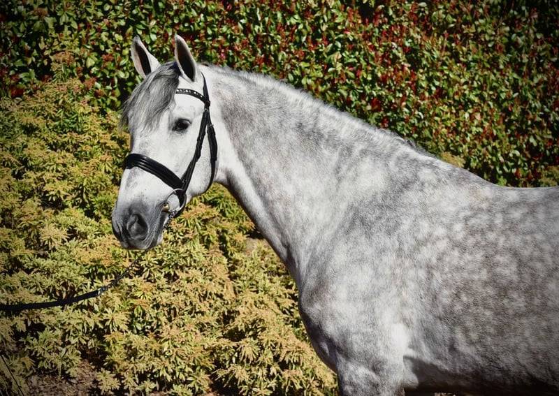 Caballo castrado PRE Pura Raza Espa&ntilde;ola En venta 2021 Tordo por Cascabel G