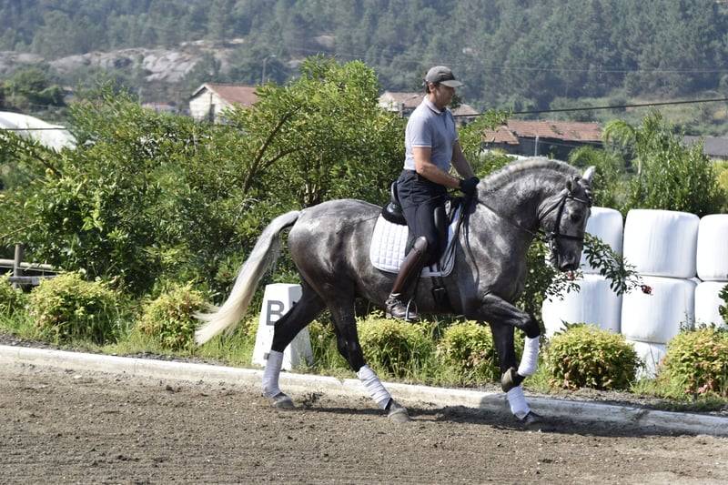 Caballo castrado PRE Pura Raza Espa&ntilde;ola En venta 2021 Tordo por Cascabel G