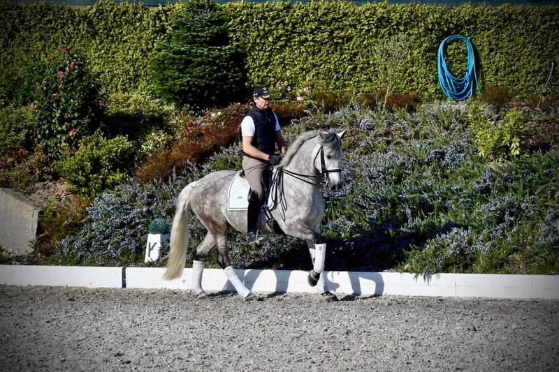 Caballo castrado PRE Pura Raza Espa&ntilde;ola En venta 2021 Tordo por Cascabel G