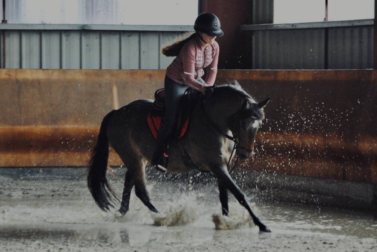 Yegua PFS Poni Fran&ccedil;&eacute;s de Silla En venta 2017 Bayo