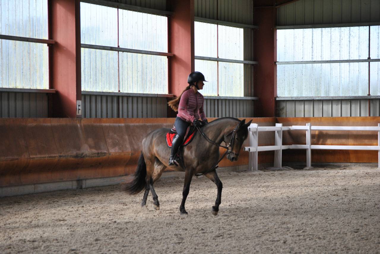 Yegua PFS Poni Fran&ccedil;&eacute;s de Silla En venta 2017 Bayo