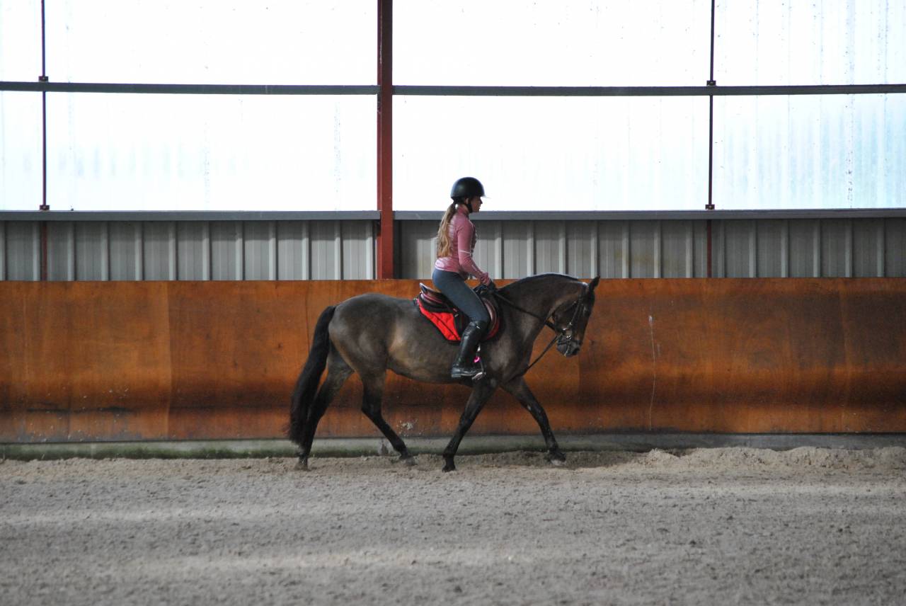 Yegua PFS Poni Fran&ccedil;&eacute;s de Silla En venta 2017 Bayo