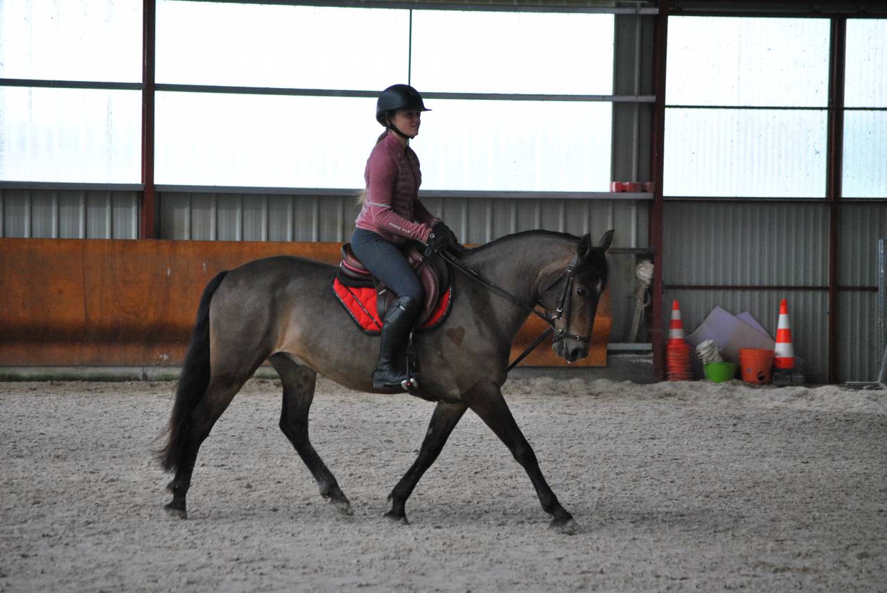 Yegua PFS Poni Fran&ccedil;&eacute;s de Silla En venta 2017 Bayo