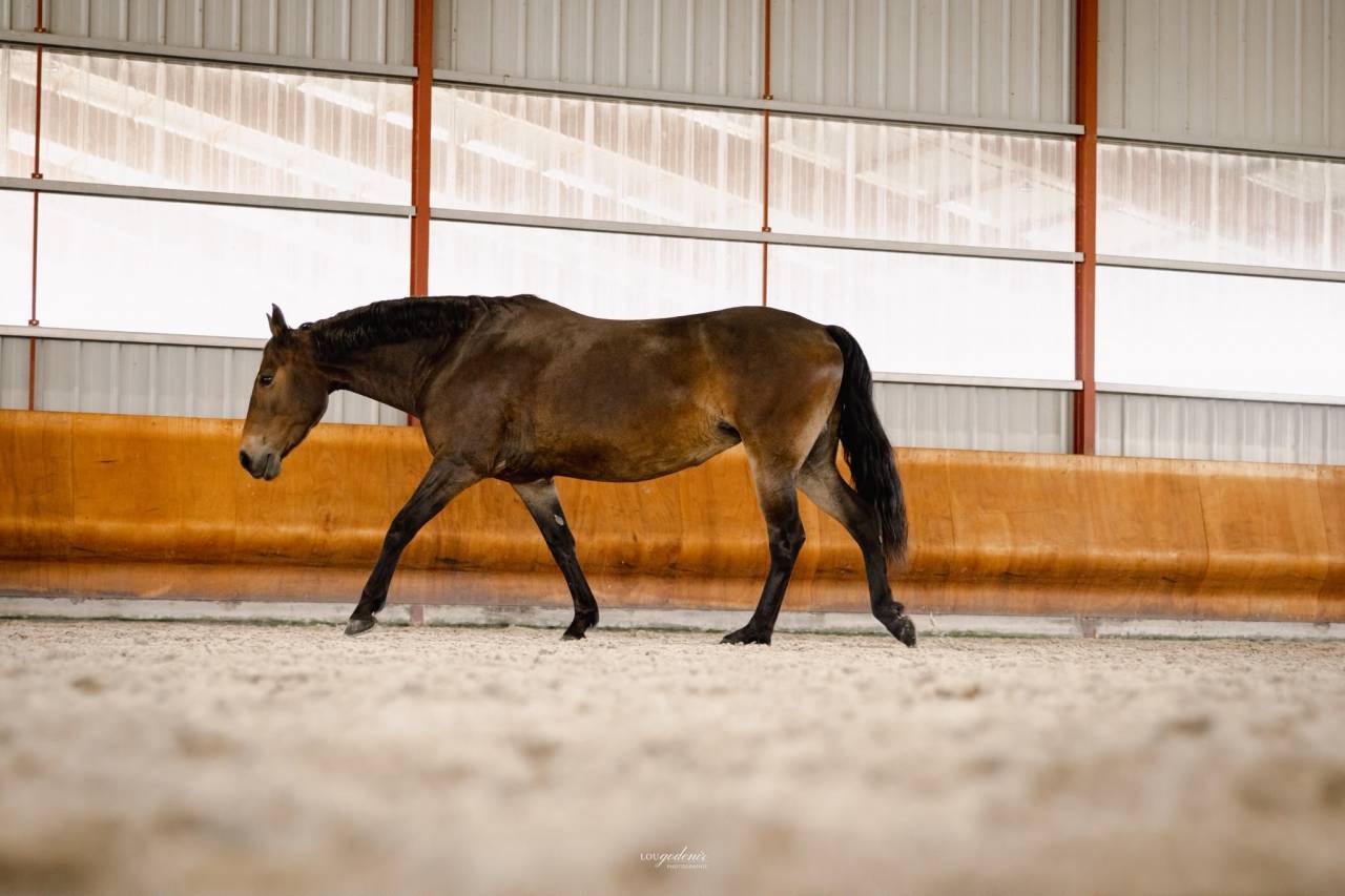 Yegua PFS Poni Fran&ccedil;&eacute;s de Silla En venta 2017 Bayo