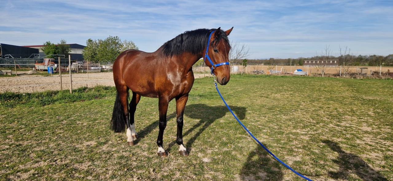Caballo castrado Caballo de Deporte Alem&aacute;n En venta 2020 Bayo