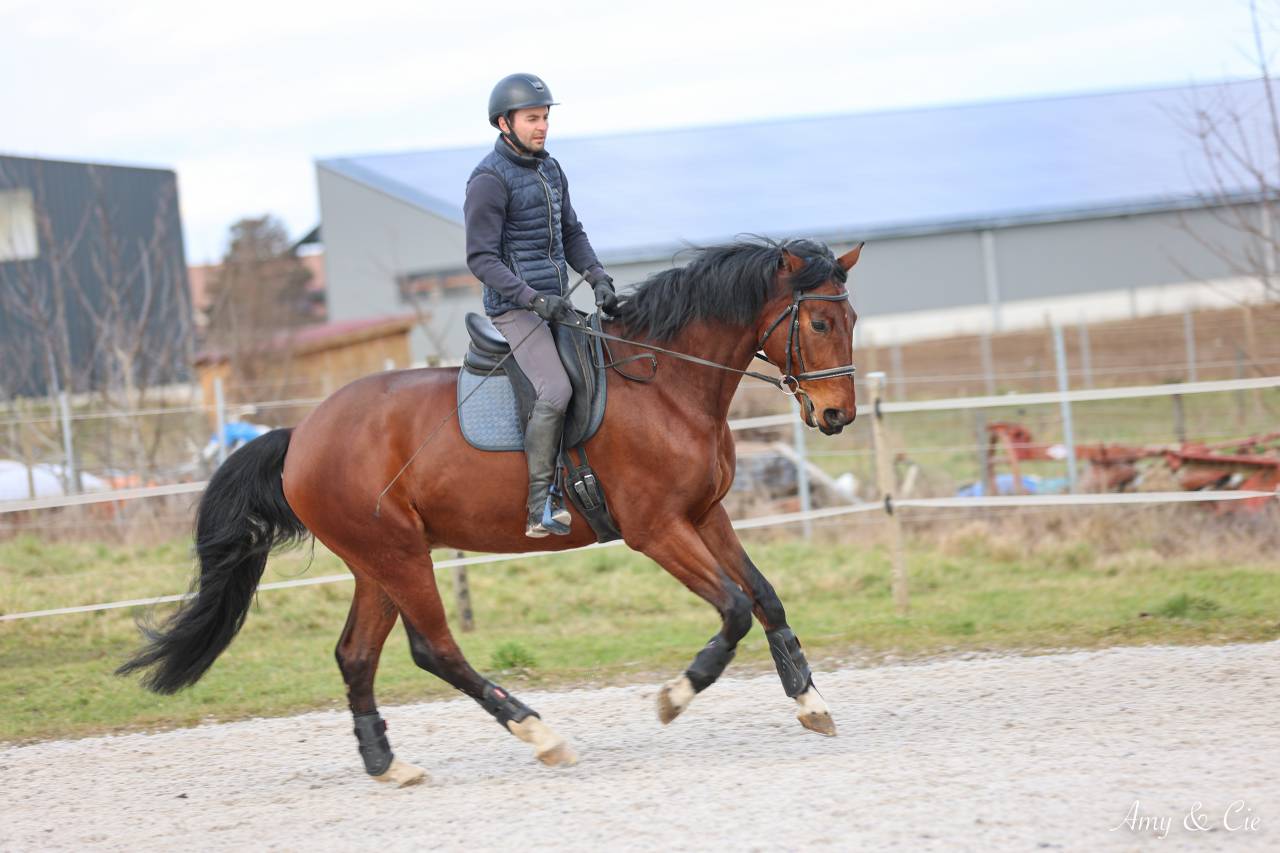 Caballo castrado Caballo de Deporte Alem&aacute;n En venta 2020 Bayo
