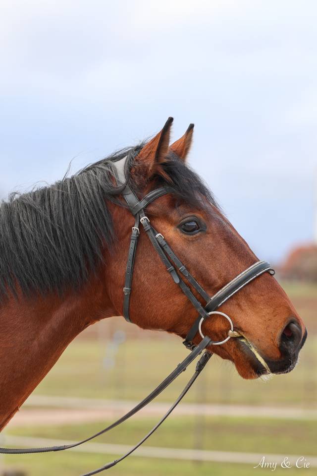 Caballo castrado Caballo de Deporte Alem&aacute;n En venta 2020 Bayo