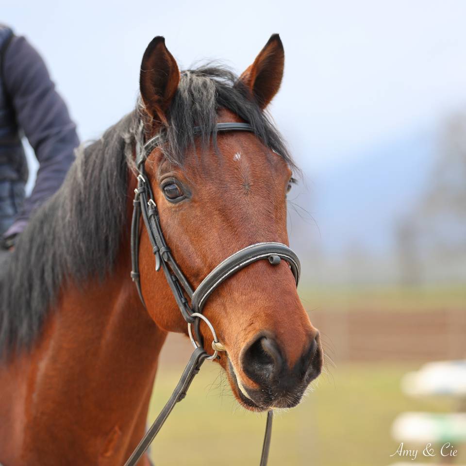 Caballo castrado Caballo de Deporte Alem&aacute;n En venta 2020 Bayo