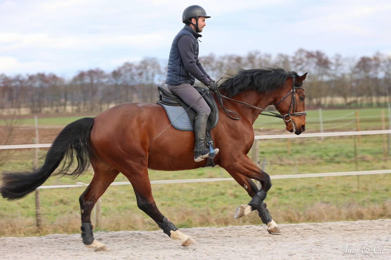 Caballo castrado Caballo de Deporte Alem&aacute;n En venta 2020 Bayo