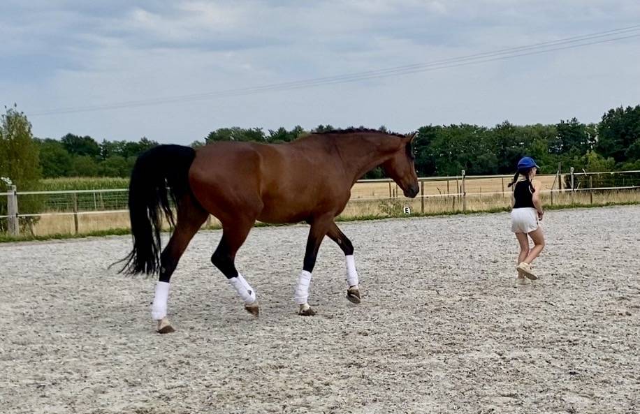 Caballo castrado Caballo de Deporte Alem&aacute;n En venta 2020 Bayo