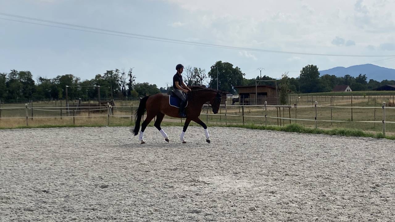 Caballo castrado Caballo de Deporte Alem&aacute;n En venta 2020 Bayo
