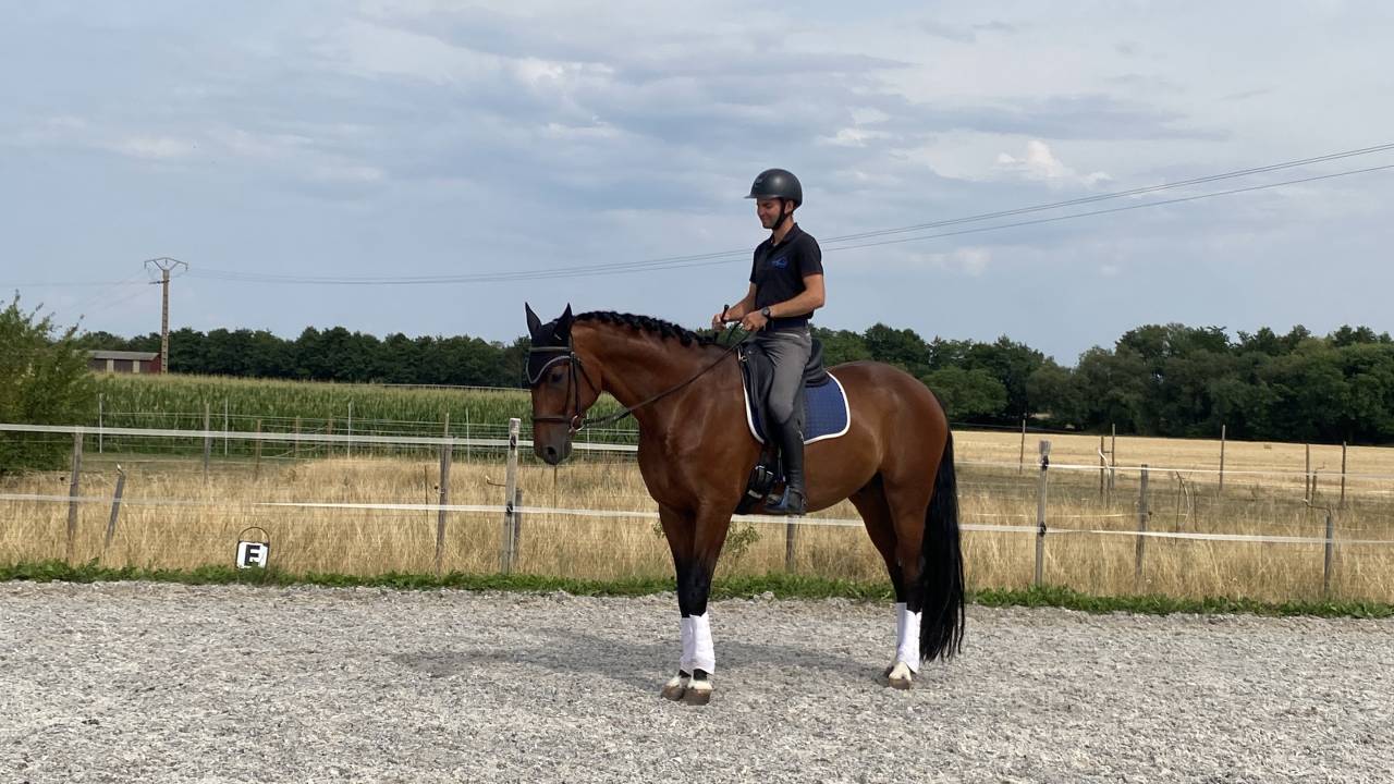 Caballo castrado Caballo de Deporte Alem&aacute;n En venta 2020 Bayo