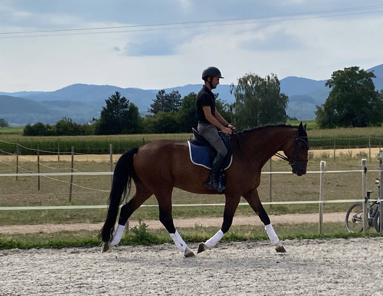 Caballo castrado Caballo de Deporte Alem&aacute;n En venta 2020 Bayo
