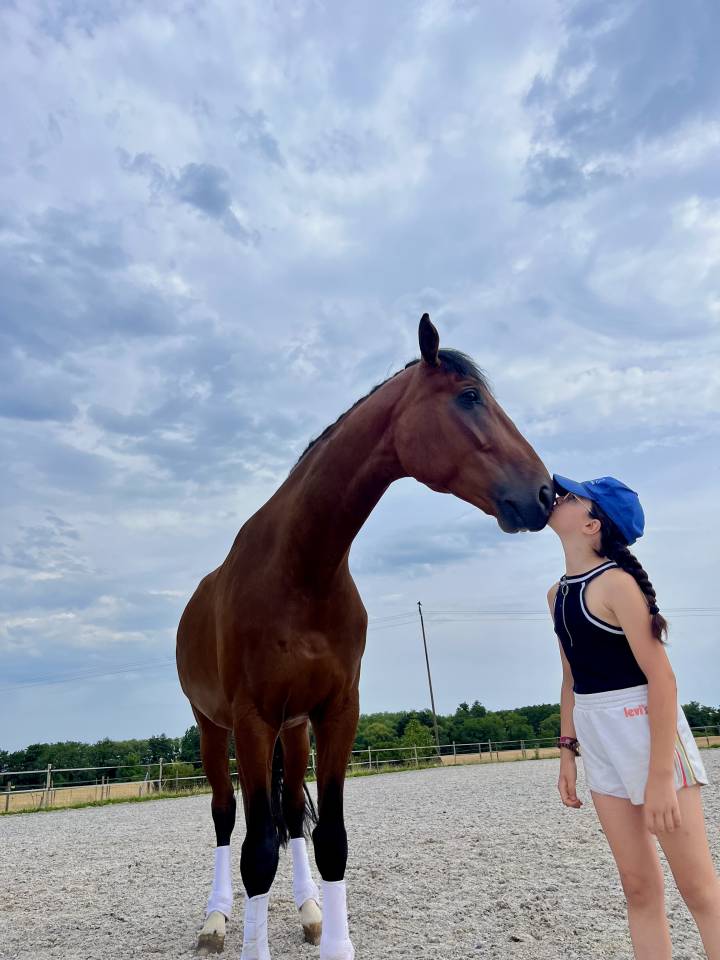 Caballo castrado Caballo de Deporte Alem&aacute;n En venta 2020 Bayo
