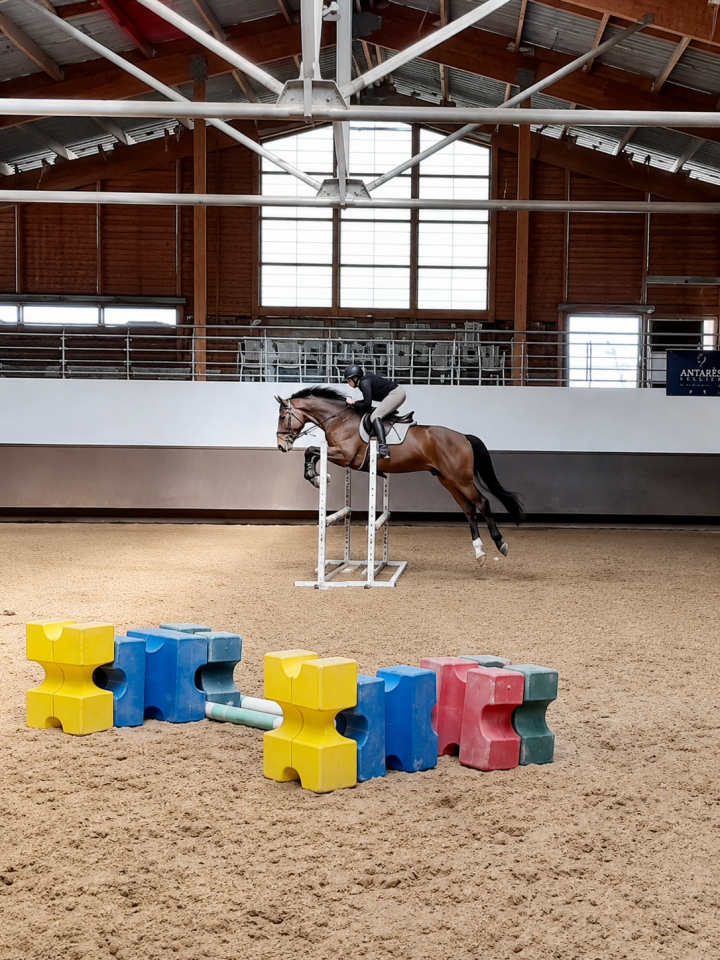 Caballo castrado Origine Constat&eacute;e En venta 2022 Bayo