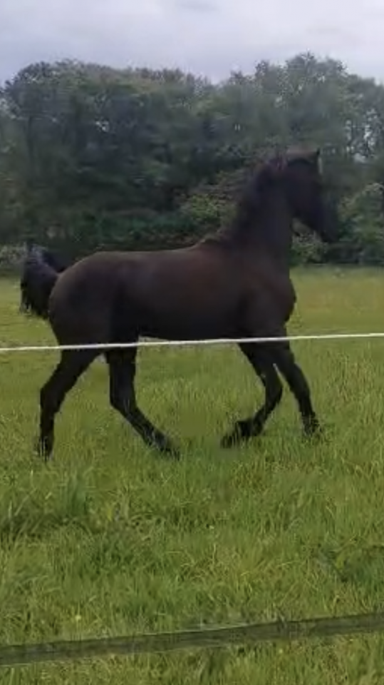 Caballo castrado Fris&oacute;n En venta 2025 Negro por MAURUS 441