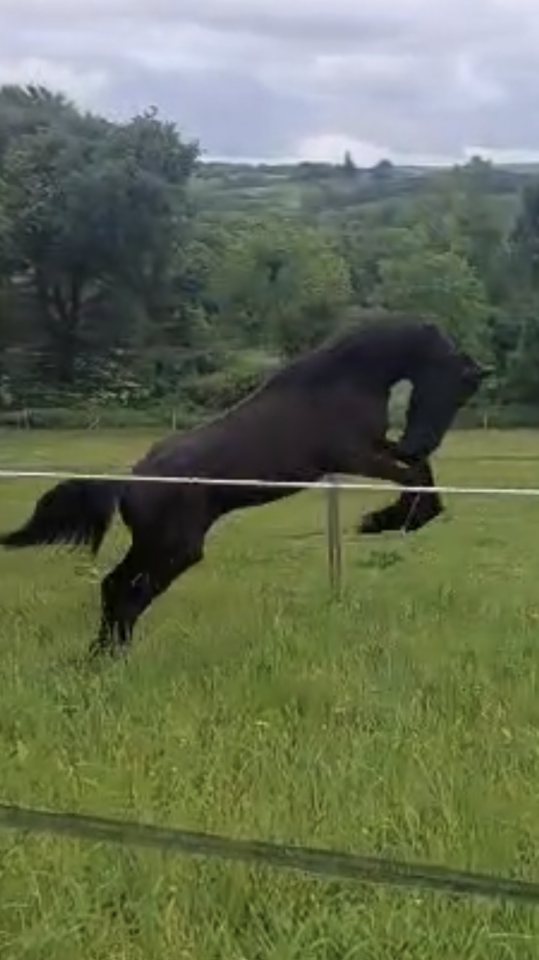 Caballo castrado Fris&oacute;n En venta 2025 Negro por MAURUS 441