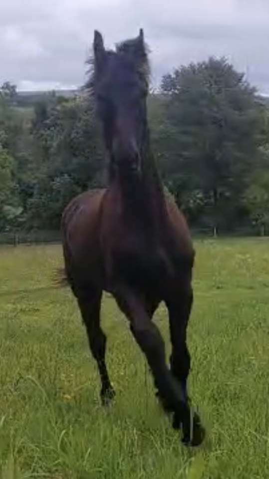 Caballo castrado Fris&oacute;n En venta 2025 Negro por MAURUS 441