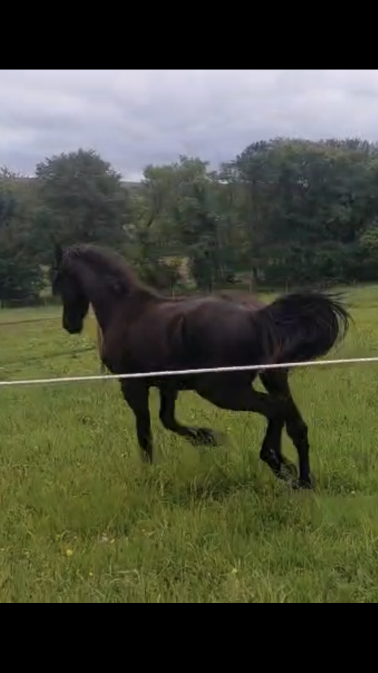 Caballo castrado Fris&oacute;n En venta 2025 Negro por MAURUS 441