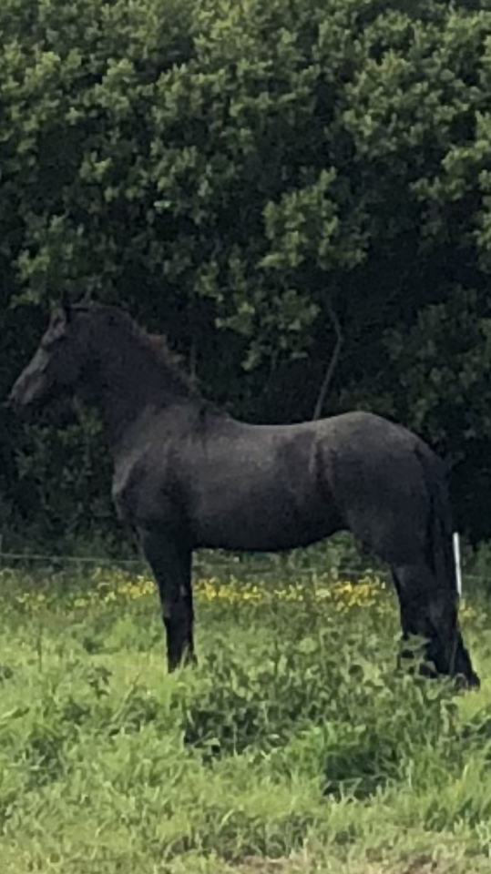 Caballo castrado Fris&oacute;n En venta 2025 Negro por MAURUS 441