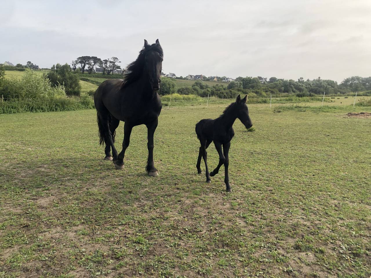 Caballo castrado Fris&oacute;n En venta 2025 Negro por MAURUS 441