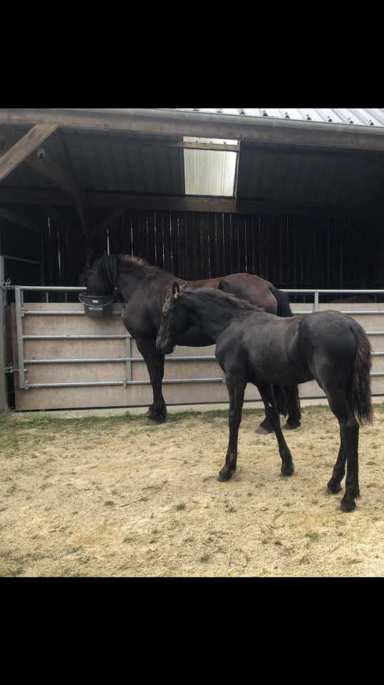 Caballo castrado Fris&oacute;n En venta 2025 Negro por MAURUS 441