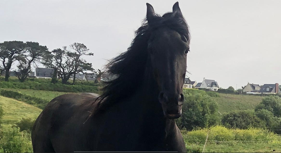 Caballo castrado Fris&oacute;n En venta 2025 Negro por MAURUS 441