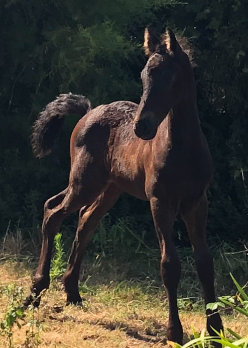 Caballo castrado Fris&oacute;n En venta 2025 Negro por MAURUS 441