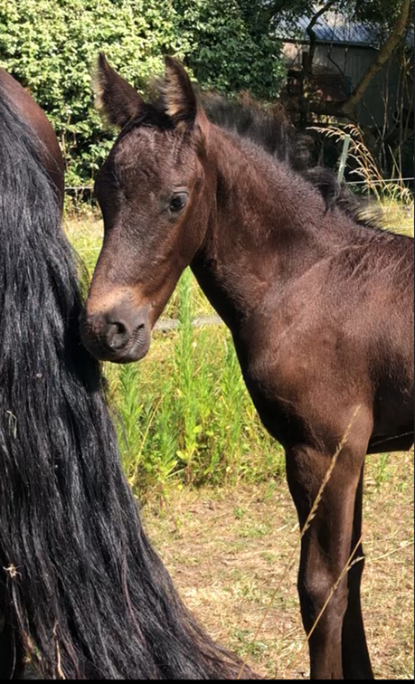 Caballo castrado Fris&oacute;n En venta 2025 Negro por MAURUS 441
