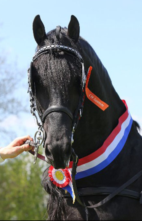Caballo castrado Fris&oacute;n En venta 2025 Negro por MAURUS 441