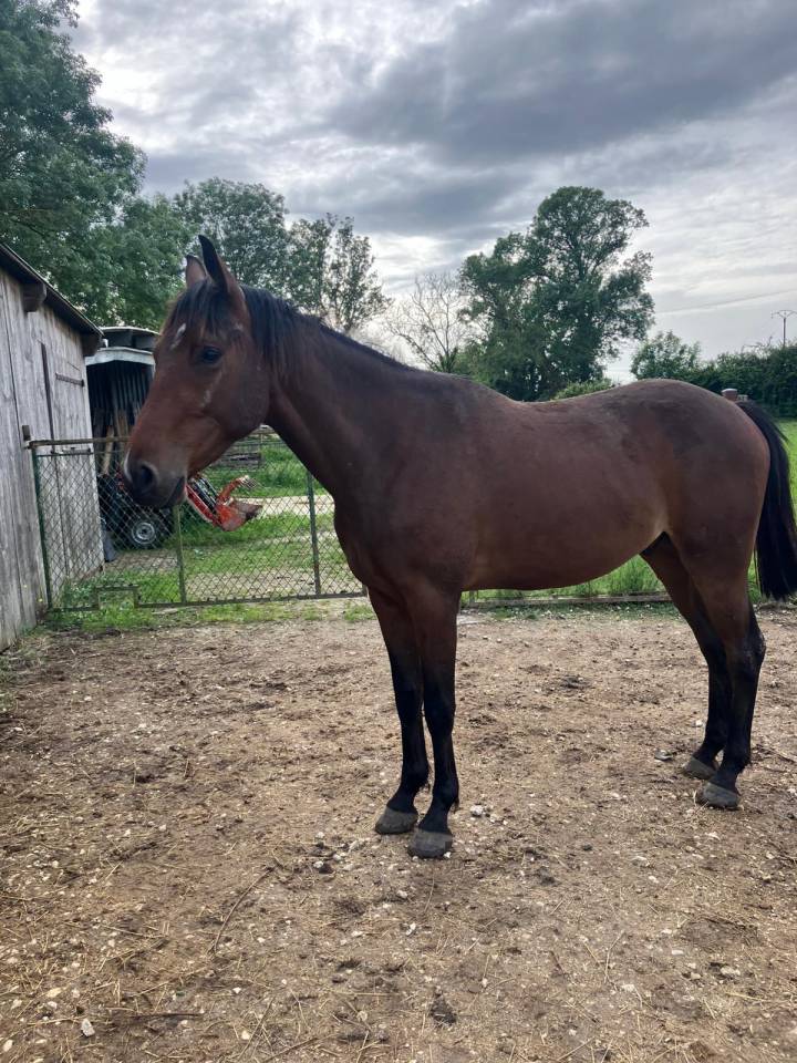 Caballo castrado Silla Franc&eacute;s En venta 2023 Bayo