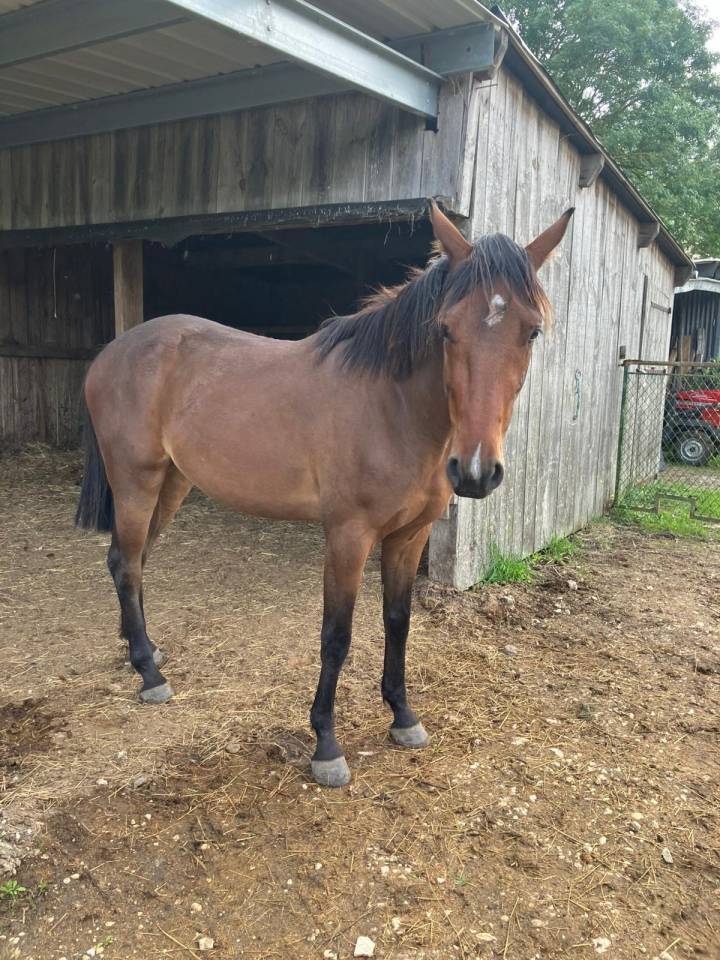 Caballo castrado Silla Franc&eacute;s En venta 2023 Bayo